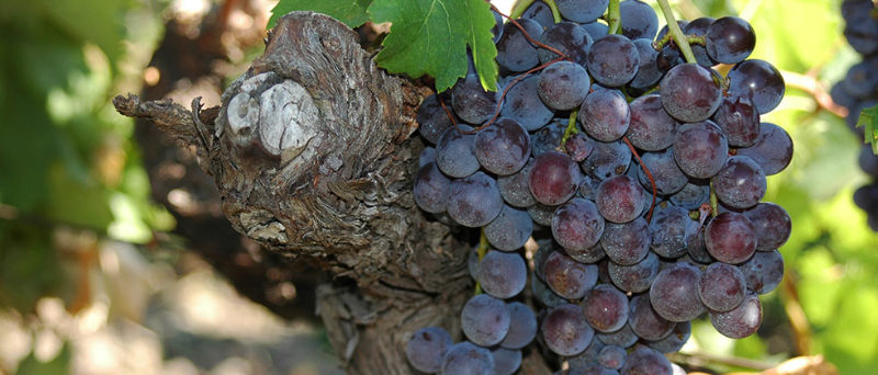 Etna wine Tour
