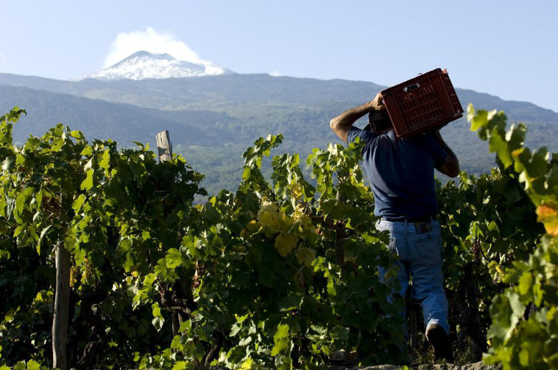 Etna wine Tour